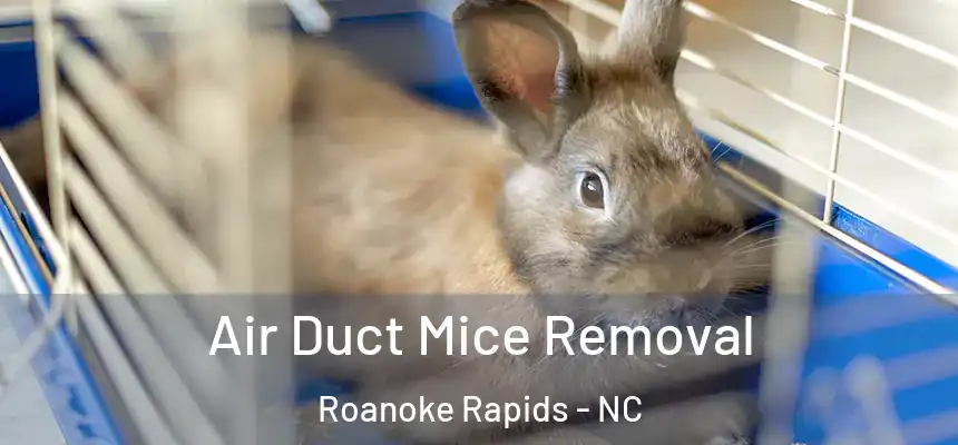  Air Duct Mice Removal Roanoke Rapids - NC